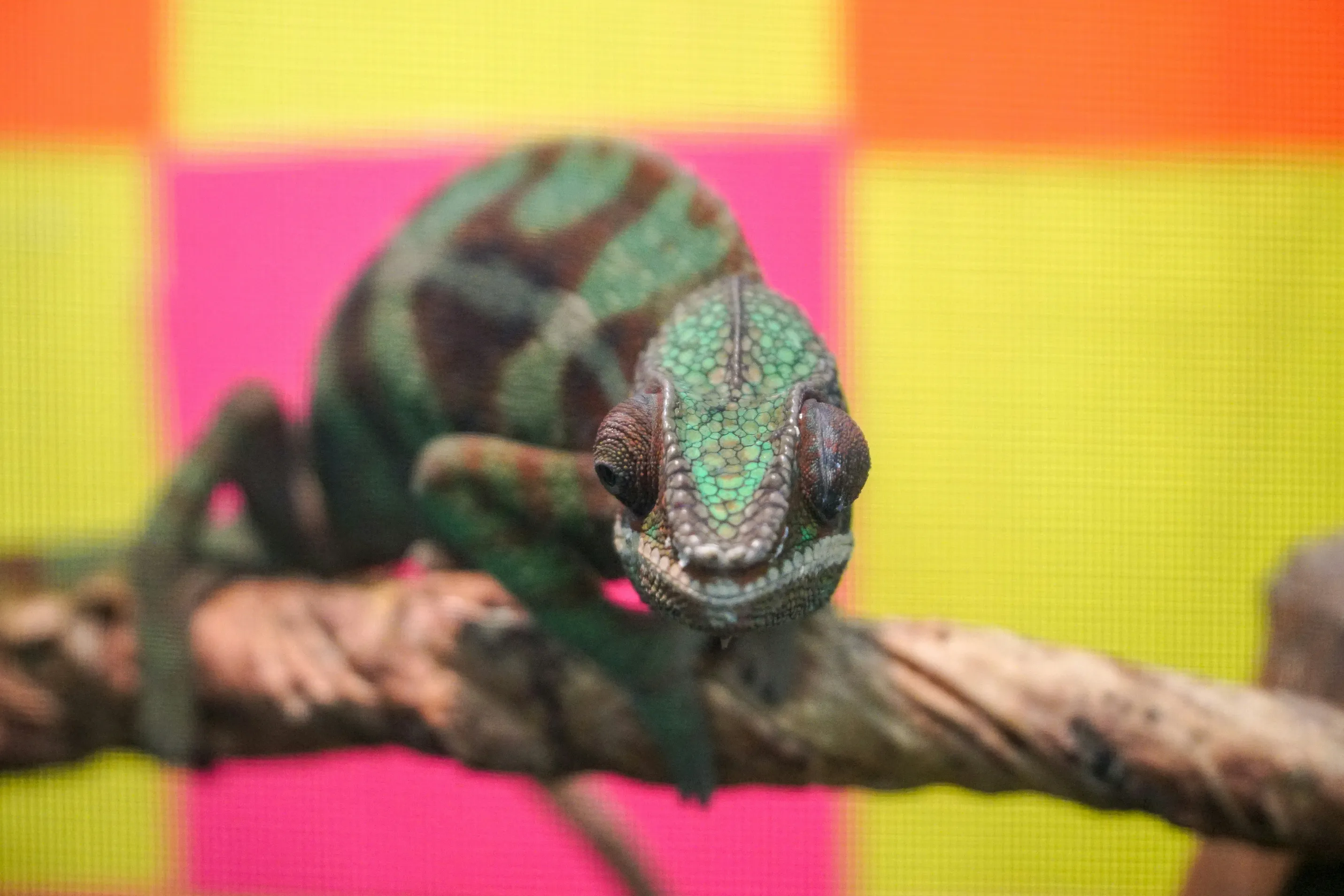 Chameleon staring straight at you