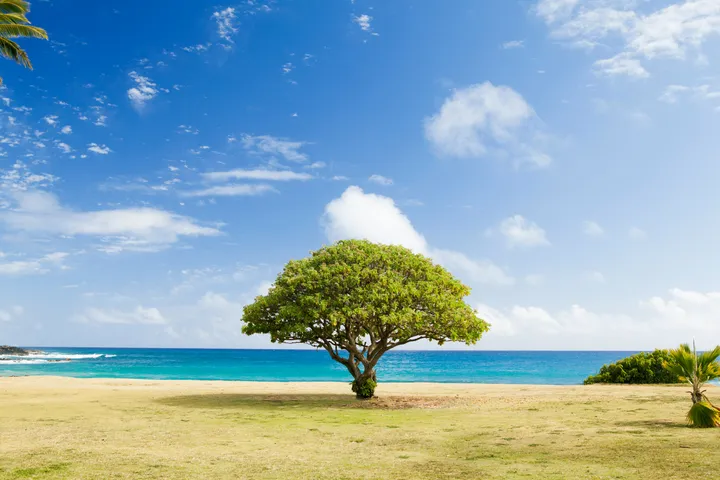 A single tree in the middle of a field in front of the ocean